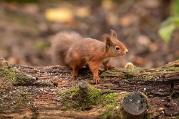 red squirrel on a rotten tree trunk