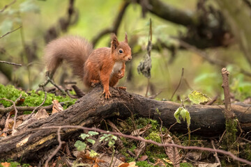Red Squirrel on a branch close up