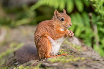 Red Squirrel in a forest, close up