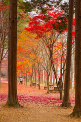 autumn in the park