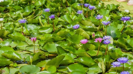 Obraz premium flowers in the garden