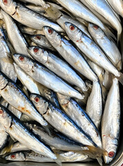Obraz premium texture of many fish lying down