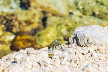 Small crab on rocky shore near clear Caribbean Sea with blurred water background and sunlight reflections. Curacao.