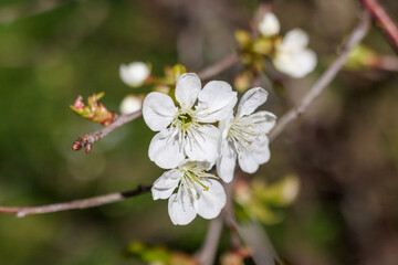 
white cherry blossoms are visible.