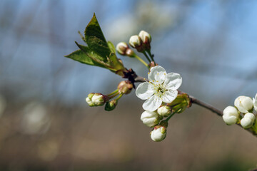 
the blossom of the cherry tree, which is white and delicate, with petals spreading from the center.
