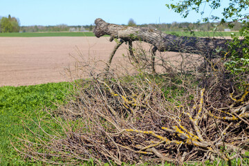 
a strange tree lying on the ground, with its branches resembling horns or a head.