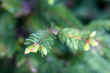 
a fir branch with young, bright shoots at the ends.