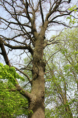 The trunk of an oak tree with a crown