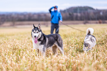 dog walking of two adult siberian husky dogs on the leash with their owner behind them