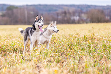 two siberian husky dogs posing in the yellow field of grass in countryside with empty space on the right
