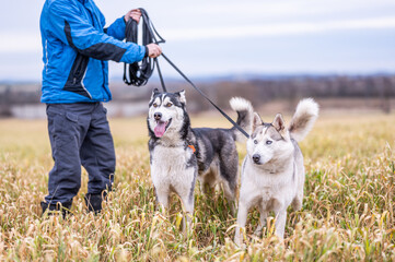 dog walking of two adult siberian husky dogs on the long leash with their owner next to them