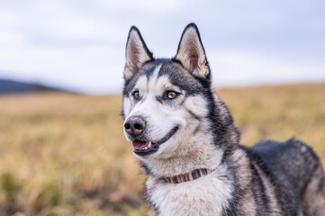 portrait of a siberian husky head with detail in the yellow grass field with open mouth