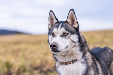 portrait of a siberian husky head with detail in the yellow grass field with closed mouth