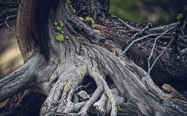 tree roots in the forest