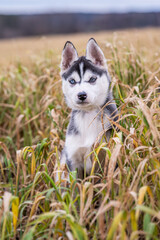 portrait of a siberian husky puppy sitting in the grass watching 