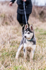 portrait of a siberian husky puppy on the leash standing in the yellow grass with his owner in the background