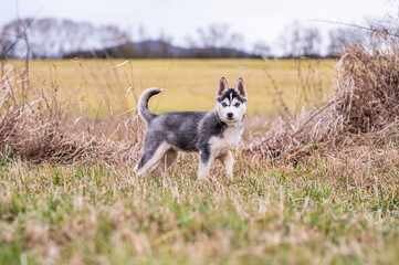 portrait of a siberian husky puppy standing in the field watching 