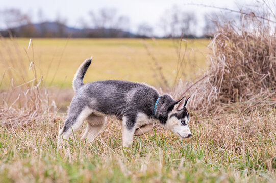 portrait of a siberian husky puppy standing in the field looking for interresting things and sniffing