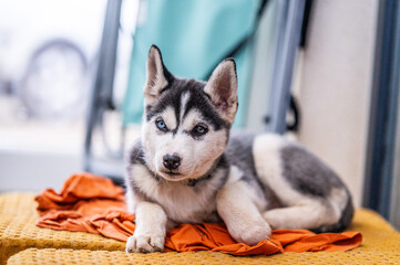 Tired siberian husky puppy resting after dogwalk