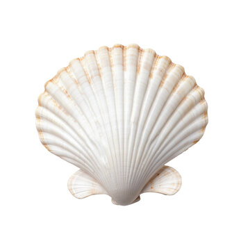 seashell isolated on white background
