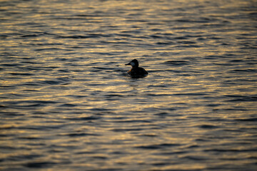 duck on the water