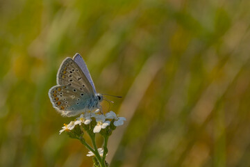 Common blue butterfly on a flower in evening light, selective focus with green bokeh background - Polyommatus icarus 