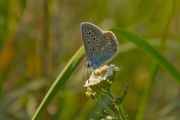Common blue butterfly on a flower in evening light, selective focus with green bokeh background -...