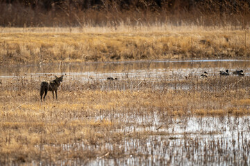 coyote near water in a field