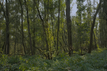 Obraz premium Lush green spring forest in Vinderhoute bossen nature reserve, Ghent, Flanders, Belgium 