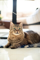 The adorable cat in the apartment 