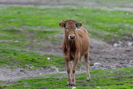 Joven novillo pastando en la naturaleza