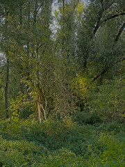 Lush green spring forest in Vinderhoute bossen nature reserve, Ghent, Flanders, Belgium 