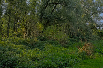 Lush green spring forest in Vinderhoute bossen nature reserve, Ghent, Flanders, Belgium 