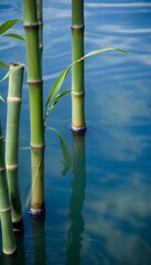 Obraz premium bamboo stalks blurs water bamboo chinese spa water green wave zen reflections stalk blur twig white growth indoor leaf leaf nobody white background ranch culture japanese shoot cool decoration fresh