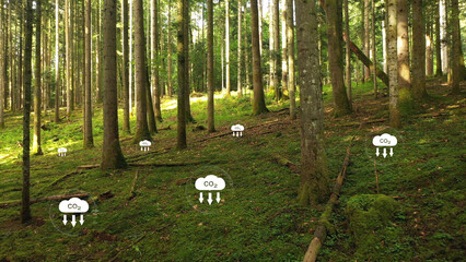 Coniferous tree forest landscape with carbon dioxide symbols.