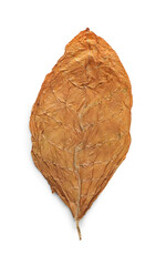 Dried tobacco leaf isolated on white, top view