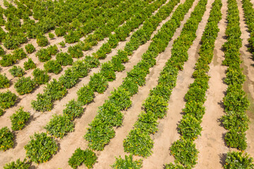 Aerial view of orange trees in a plantation.