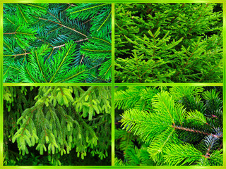 Tannenreisig und Fichtenreisig