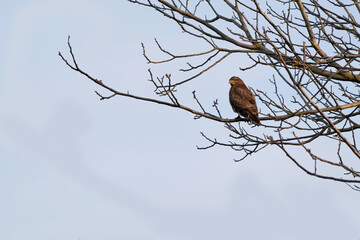 Common buzzard