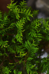 Vibrant green fern leaves captured in natural light near a tranquil water source in the early morning hours