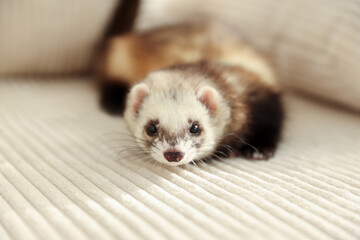 Cute ferret lying on sofa, closeup. Domestic pet