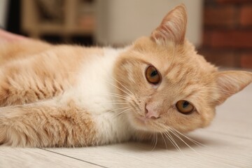 Adorable cat on floor at home, closeup