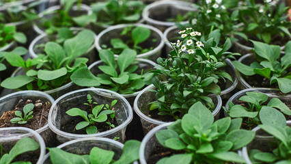 Young plants grow in small containers within a greenhouse, showcasing vibrant greenery and blooming flowers