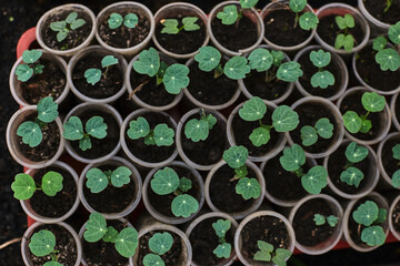Small green plants growing in soil pots arranged neatly on a table in a gardening space
