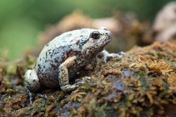 The smooth-fingered narrow-mouthed frog ( kaloula baleata ) in the moss
