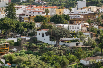 Obraz premium Aerial view of the Famous Dragon Tree in Icod de los Vinos town, Tenerife, Spain