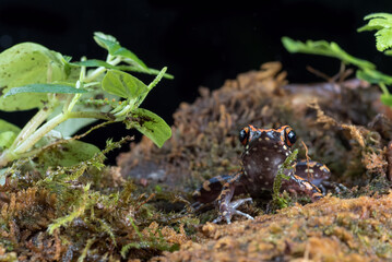 The spotted stream frog ( Hylarana picturata) inside a bush,amphibian