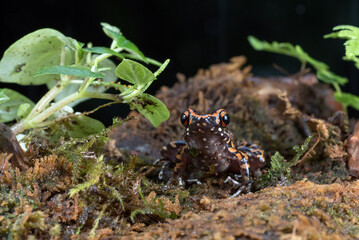 The spotted stream frog ( Hylarana picturata) inside a bush,amphibian