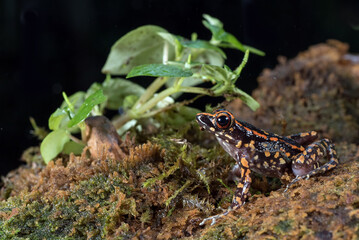 The spotted stream frog ( Hylarana picturata) inside a bush,amphibian
