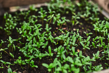 New seedlings thrive in a garden bed during spring, showcasing vibrant green growth and fertile soil